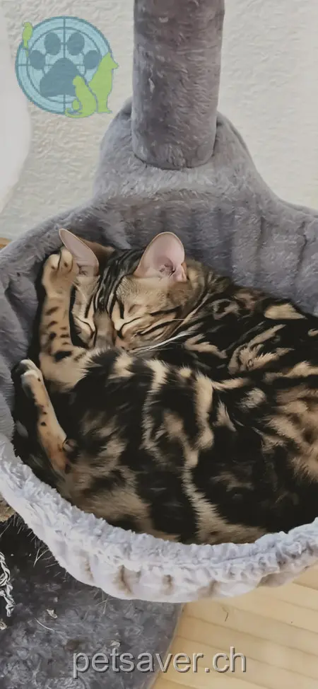 chatte lost 13 Zelglistrasse 8311 Brütten Mara