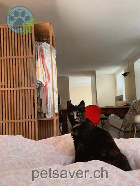 chatte lost 6a Mühlegasse 8353 Elgg Milli