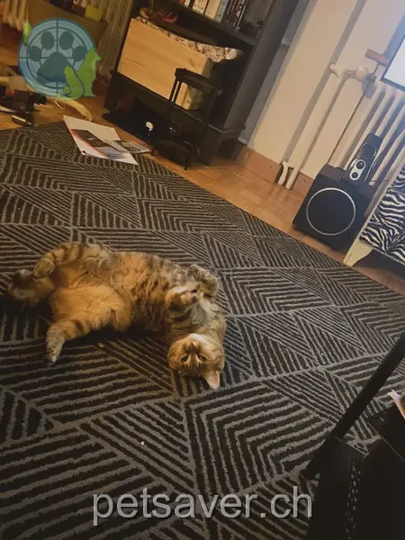 chatte lost 34 Obere Briggerstrasse 8406 Winterthour Gini