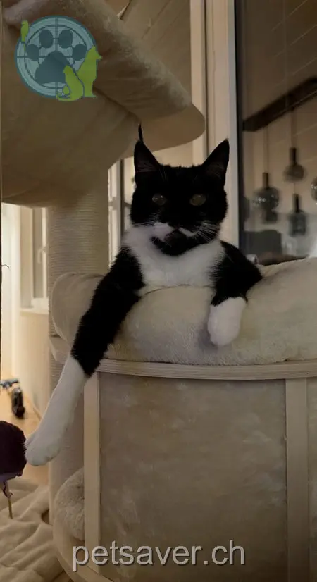 chatte lost 7b Lettenstrasse 8408 Winterthour Orelina