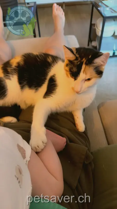 chatte lost 67 Weberstrasse 8400 Winterthour Poppy