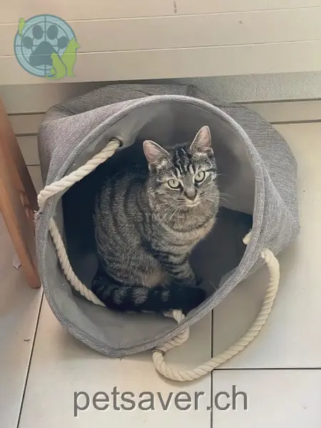 chatte lost 7 Birnenweg 8404 Winterthour Sunny