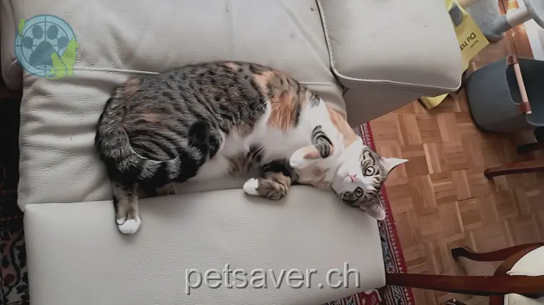 chatte lost 35 Leimgrübelstrasse 8052 Zurich Chiara