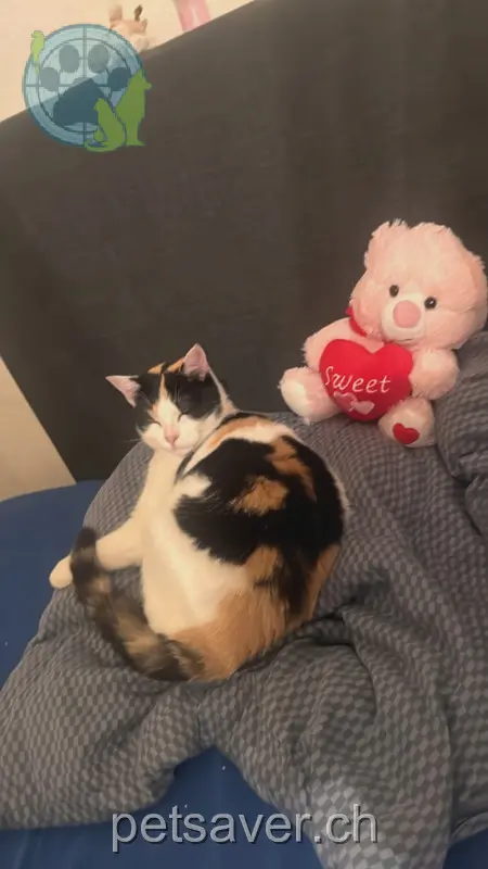 chatte lost 6 Buhnrain 8052 Zurich Fiby