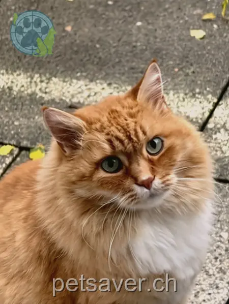 chatte lost 3 Zelgwiesenstrasse 8046 Zurich Mimi