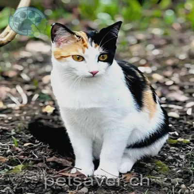 chatte lost 14 Mutschellenstrasse 8002 Zurich Yuna