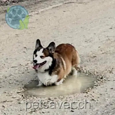 chien lost 1 Rue des Ruaux 2603 Péry Paddington