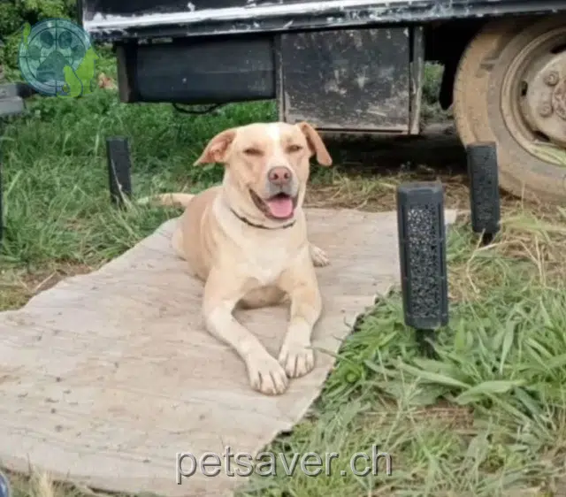 chien lost    Genève Oscaro