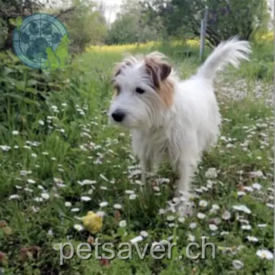 chien lost 5 Chemin de Floraire 1225 Chêne-Bourg Léon