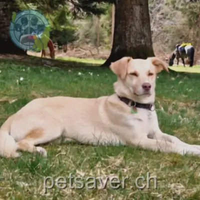 chien lost 136 Route de Chêne 1224 Chêne-Bougeries Timo