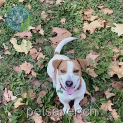 chien lost  Sentier Erié-Sorniot 1926 Fully Claude