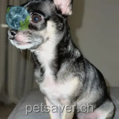 chienne lost 19 Route du Lavapesson 1763 Granges-Paccot Chanel