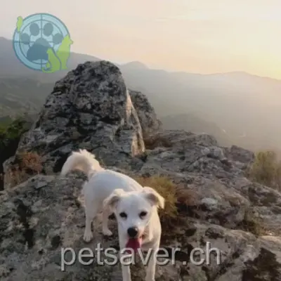 chienne lost  Avenue de la Gare 1964 Plan-Conthey Eywa