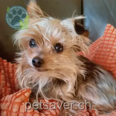 chienne lost 28 Route de Produit 1912 Leytron My love